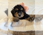 Small Photo #31 Miniature Bernedoodle Puppy For Sale in AUBURNDALE, FL, USA