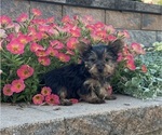 Yuzu - Female Yorkshire Terrier Puppy for Sale - Photo #3