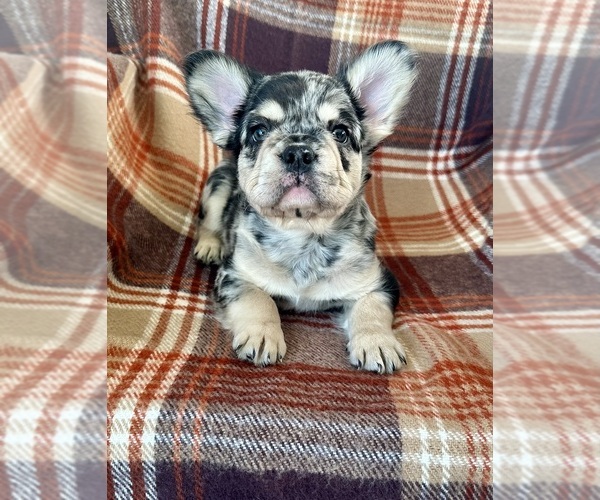 Medium Photo #2 French Bulldog Puppy For Sale in NEWTON, NJ, USA