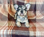 Small #1 French Bulldog