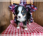 Small Photo #36 Bernese Mountain Dog Puppy For Sale in BLACK FOREST, CO, USA