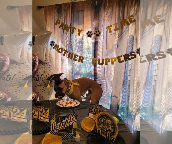 Medium Photo #2 Boxer Puppy For Sale in Woodbury, MN, USA