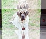 Small #41 Mastiff