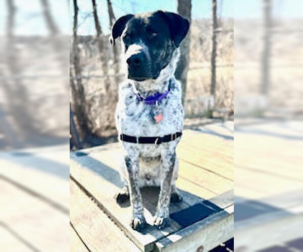 Medium Photo #11 Pointer-Unknown Mix Puppy For Sale in Elmsford, NY, USA