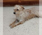 Small #4 Havanese Mix