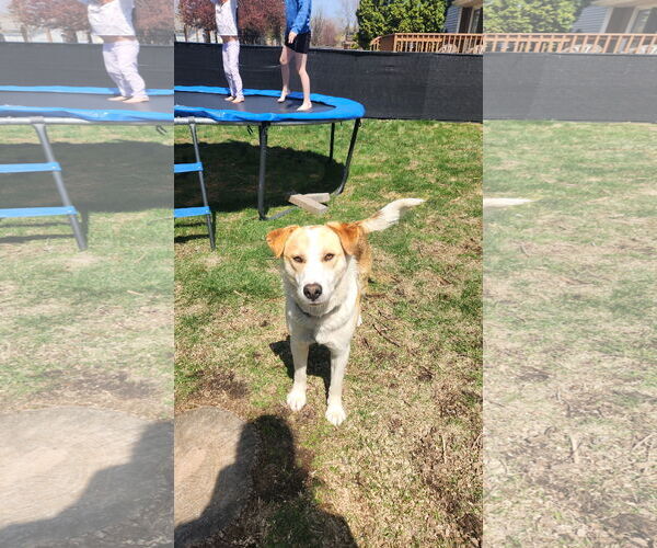 Medium Photo #3 Mutt Puppy For Sale in Farmington, MN, USA