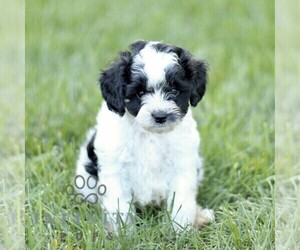 Golden Retriever-ShihPoo Mix Puppy for sale in STRASBURG, PA, USA