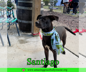 Santiago - Male Labrador Retriever-Unknown Mix Dog for Adoption - Photo #6