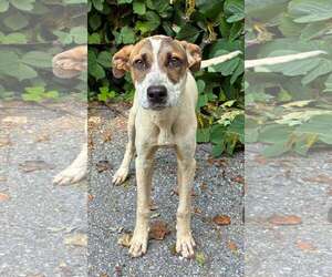 Mutt Dogs for adoption in Clarkesville, GA, USA