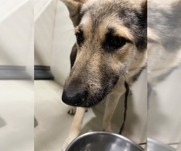 Medium Photo #1 German Shepherd Dog Puppy For Sale in Bakersfield, CA, USA