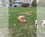 Small Photo #16 Cavapoo (Miniature) Puppy For Sale in STANLEY, WI, USA