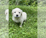 Small #4 Golden Retriever