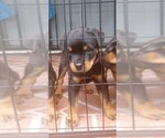 Small #8 Rottweiler