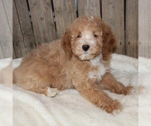 Goldendoodle (Miniature) Puppy for sale in STANLEY, WI, USA