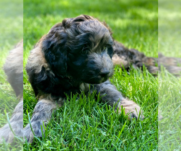 Medium Photo #1 Aussiedoodle Puppy For Sale in COMMERCE, MI, USA