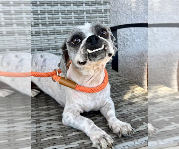Medium Photo #2 Shih Tzu-Unknown Mix Puppy For Sale in Marina Del Rey, CA, USA