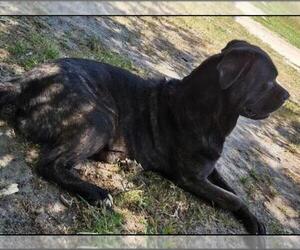 American Pit Bull Terrier-Cane Corso Mix Puppy for sale in FAYETTEVILLE, NC, USA
