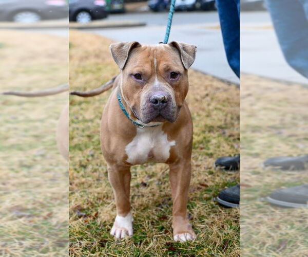 Medium Photo #3 Mutt Puppy For Sale in Glen Allen, VA, USA