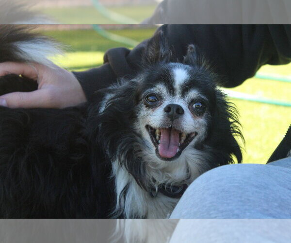 Medium Photo #2 Chihuahua Puppy For Sale in Chestertown, MD, USA