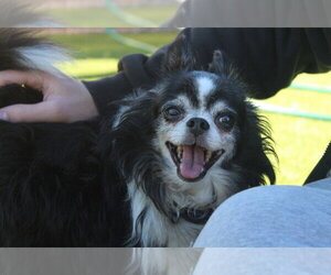 Casket Jones - Male Chihuahua Dog for Adoption - Photo #2