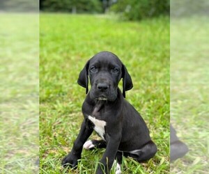 Great Dane Puppy for sale in GREEN SEA, SC, USA