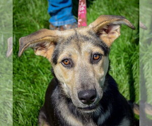 Collie-German Shepherd Dog Mix Dogs for adoption in Huntley, IL, USA
