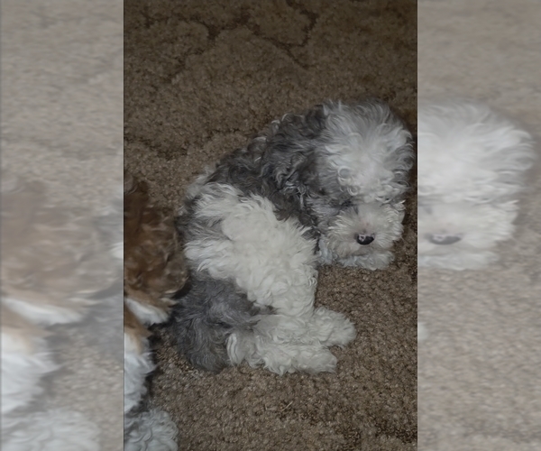 Medium Photo #19 Poodle (Toy) Puppy For Sale in DYERSBURG, TN, USA