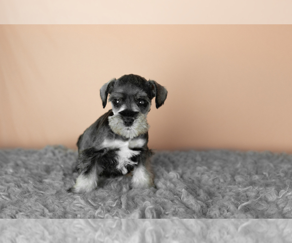 Medium Photo #2 Schnauzer (Miniature) Puppy For Sale in MILLERSBURG, IN, USA