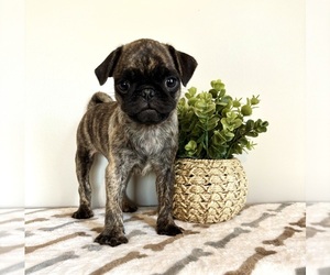 Pug Puppy for sale in INDIANAPOLIS, IN, USA