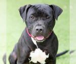 Small #2 American Pit Bull Terrier Mix
