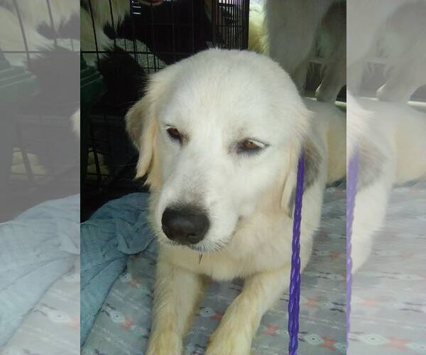 Medium Photo #2 Great Pyrenees Puppy For Sale in Spring, TX, USA
