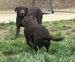 Small #6 Labrador Retriever