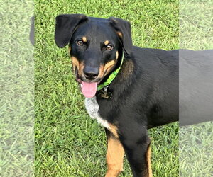 Mutt Dogs for adoption in Garner, NC, USA