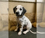 Small Photo #4 Dalmatian Puppy For Sale in WICHITA, KS, USA