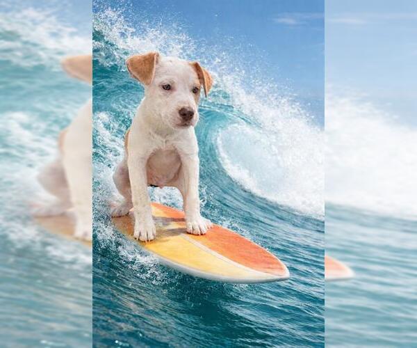 Medium Photo #1 Labrador Retriever-Unknown Mix Puppy For Sale in Globe, AZ, USA