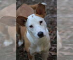 Small #2 Mutt