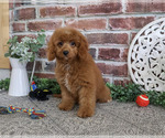 Small #5 Cavapoo (Miniature)