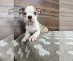 Small Photo #3 Boston Terrier Puppy For Sale in MARTINSVILLE, IN, USA