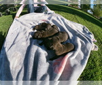 Small Photo #4 French Bulldog Puppy For Sale in TONOPAH, NV, USA