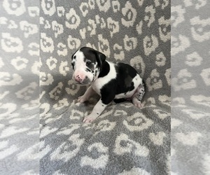 Great Dane Puppy for sale in PARIS, MO, USA