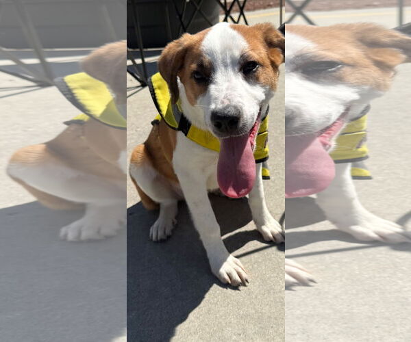 Medium Photo #2 Great Pyrenees-Unknown Mix Puppy For Sale in NYC, NY, USA