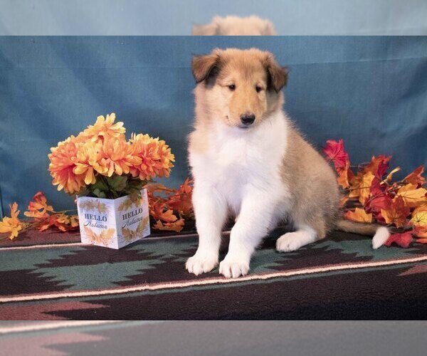 Medium Photo #1 Collie Puppy For Sale in SUGARCREEK, OH, USA