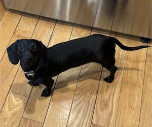 Father of the Dachshund puppies born on 04/21/2025