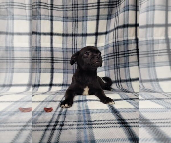 Medium Photo #1 Chug Puppy For Sale in Lincolnwood, IL, USA