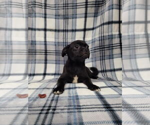 Chug Dogs for adoption in Lincolnwood, IL, USA