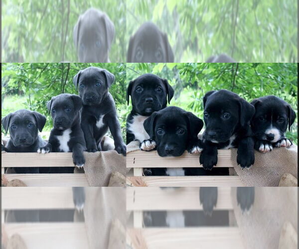 Medium Photo #1 American Pit Bull Terrier-Labrador Retriever Mix Puppy For Sale in FRAMINGHAM, MA, USA