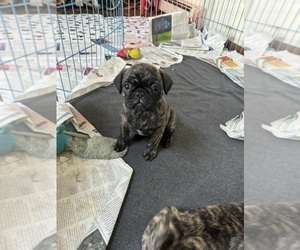 Bulldog Puppy for sale in BRIDGEPORT, CT, USA