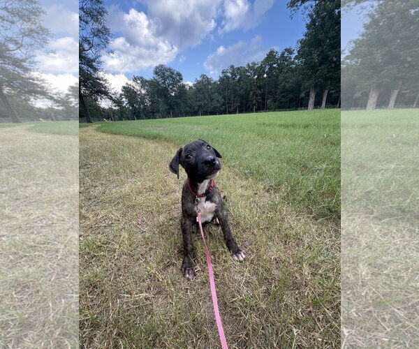 Medium Photo #3 Labrador Retriever-Unknown Mix Puppy For Sale in The Woodlands, TX, USA