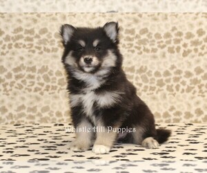 Pomsky Puppy for sale in DENVER, PA, USA