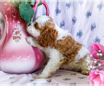 Small Photo #10 Cavapoo Puppy For Sale in WAKARUSA, IN, USA